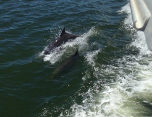 First Dolphine photos