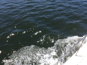 Can you find the jellyfish?