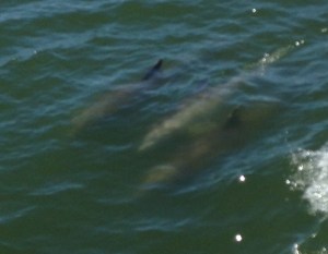 Dolphins beside the boat