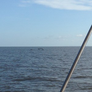 Lake Okeechobee, can you find the top of a sunk shrimp boat?