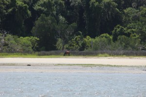 Wild horse left by the Spanish on Cumberland Island