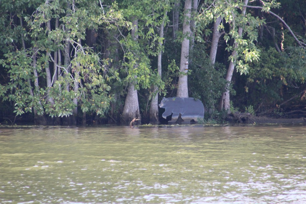 Still looking for a live black bear