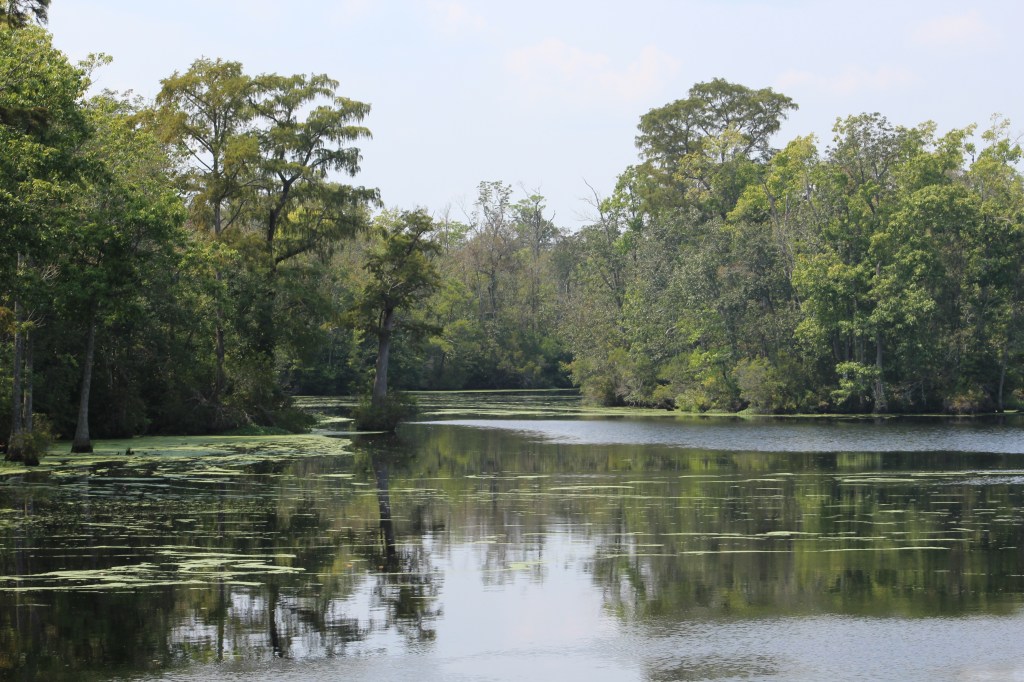 Dismal Swamp