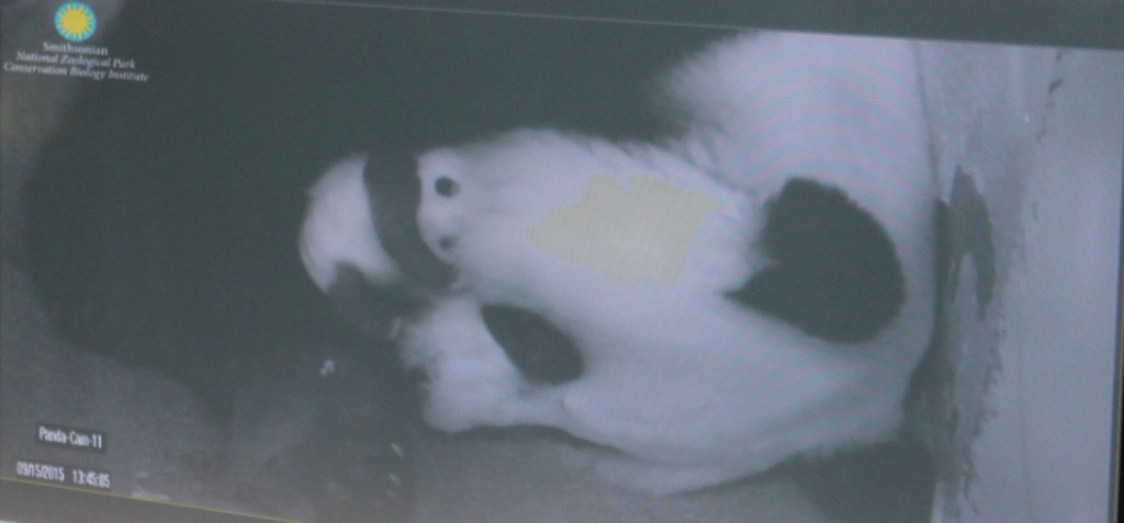 Mom and baby on Panda Cam