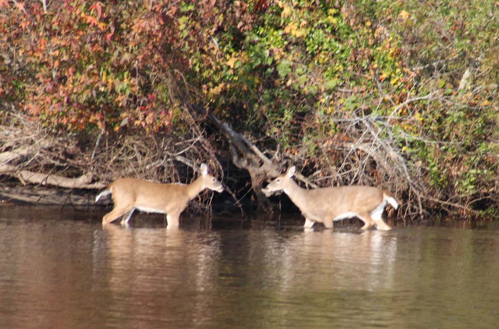 Mile 125 - Alligator River- Pungo River Canal