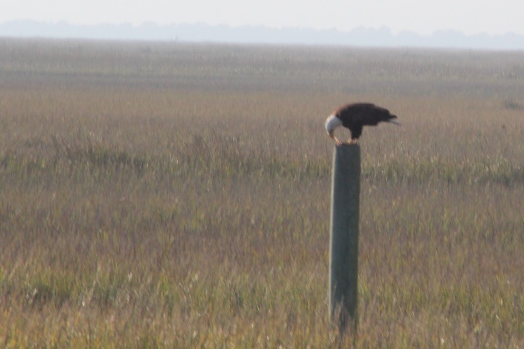 Bald Eagle eating fish
