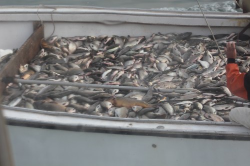 IMG_0047, Waterman catch