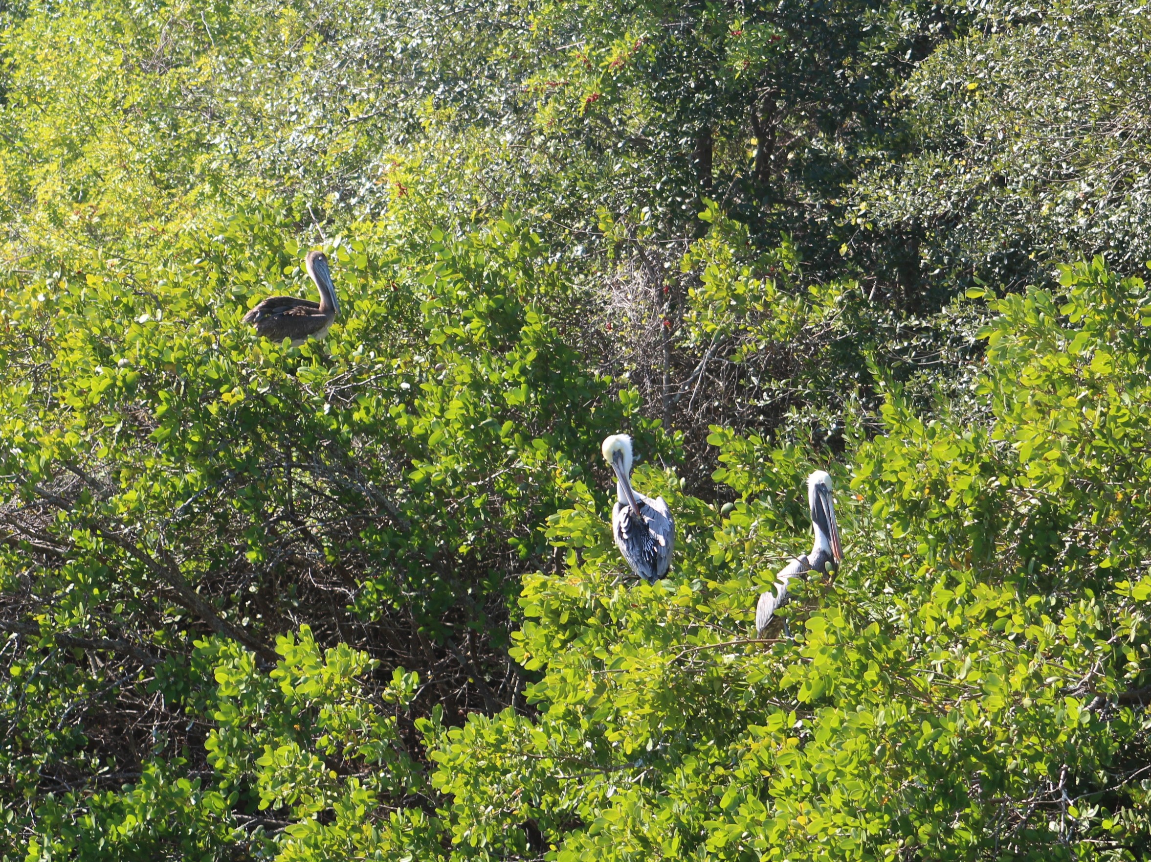 12-pelicans-in-mangrove-trees