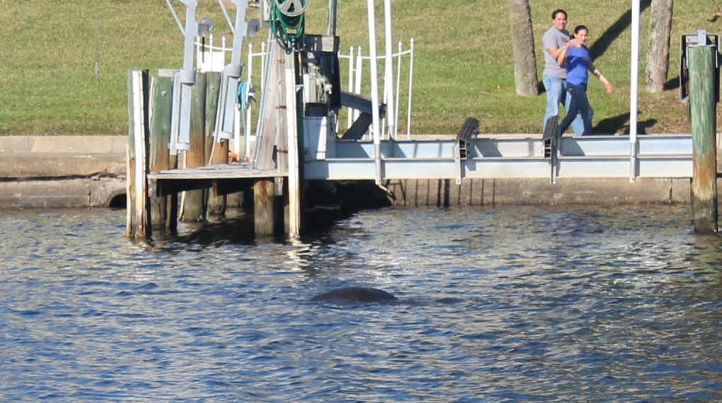 8-ts-craig-park-manatee