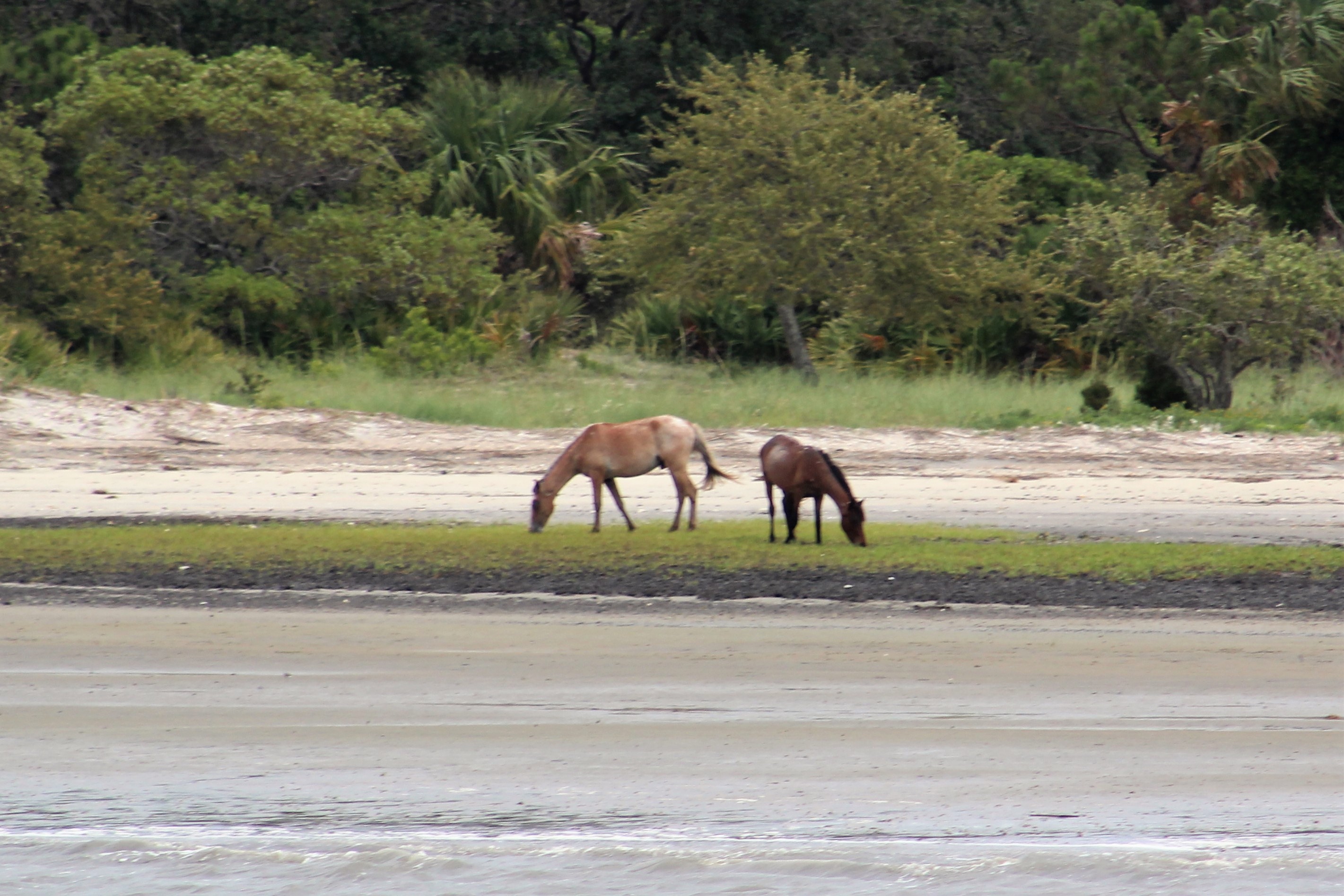 35 Cumberland Island