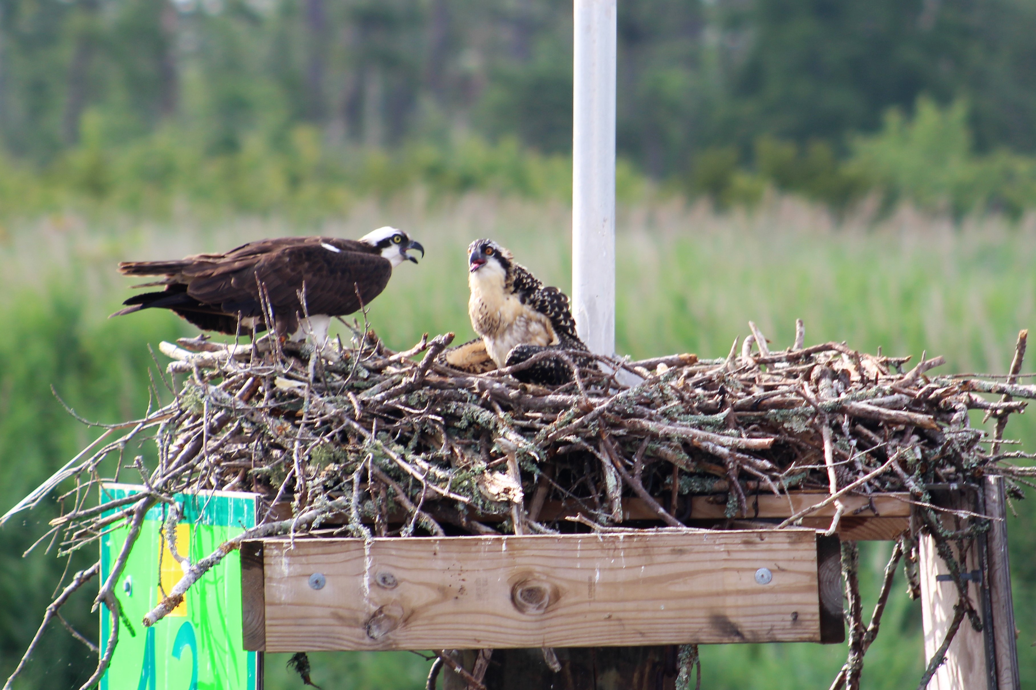 4 Osprey and Chick