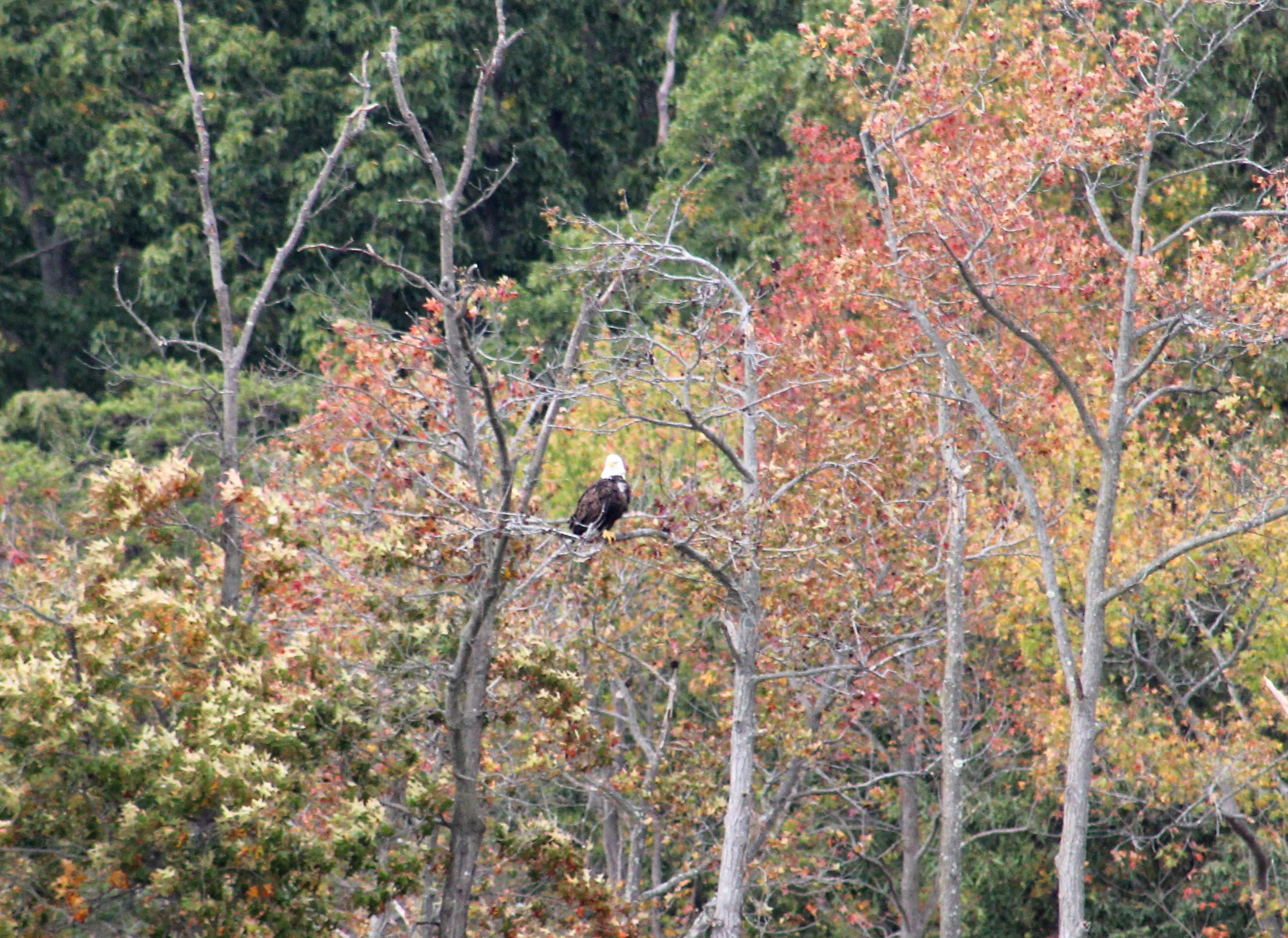 7 Bald Eagle C&amp;D Canal