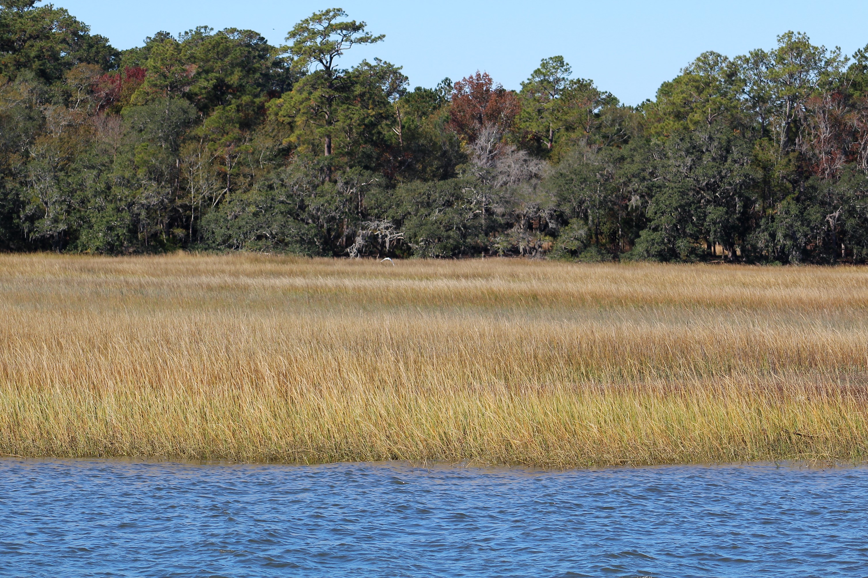 13 SC salt marsh
