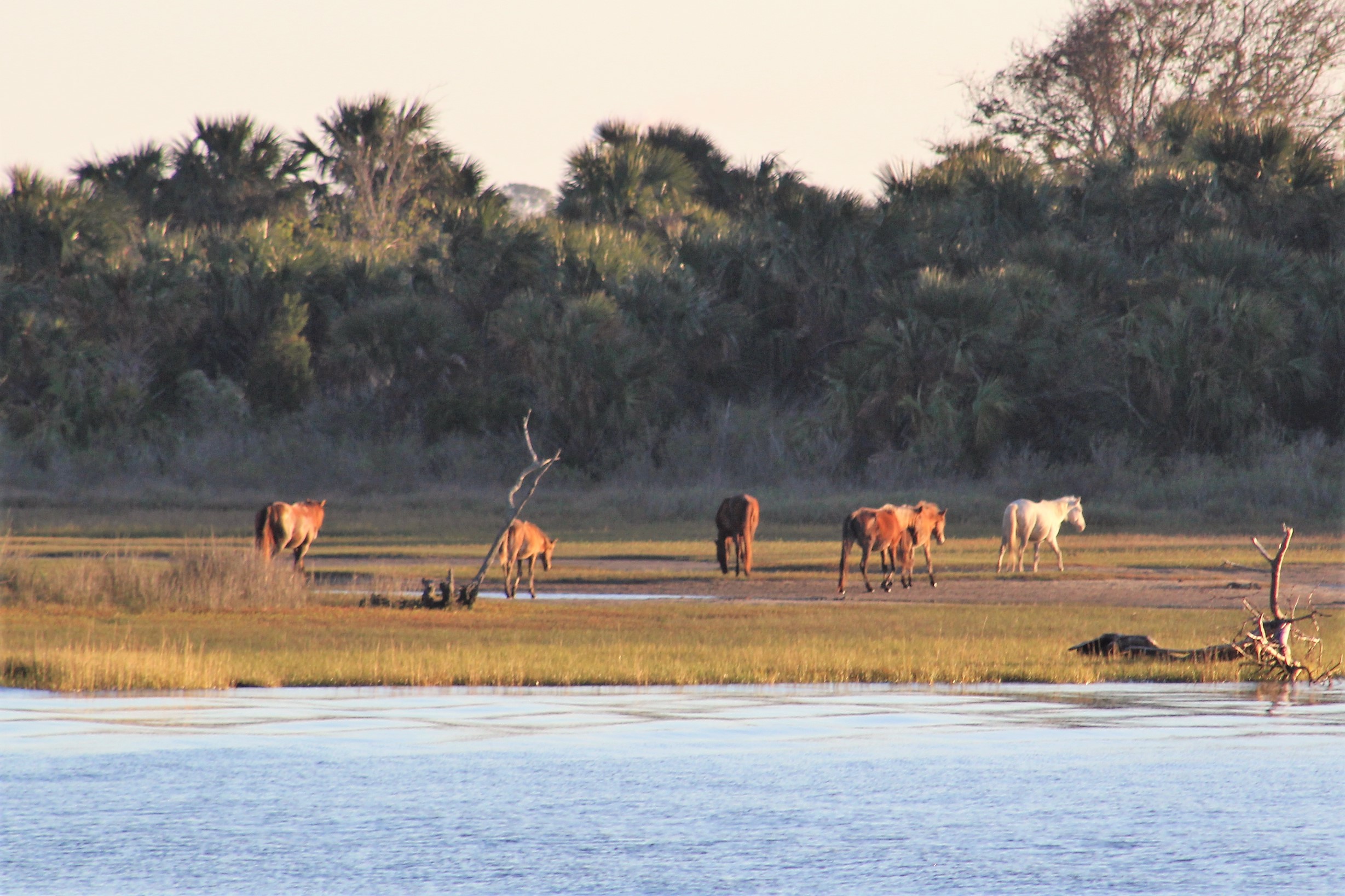 25 Cumberland Island Horses