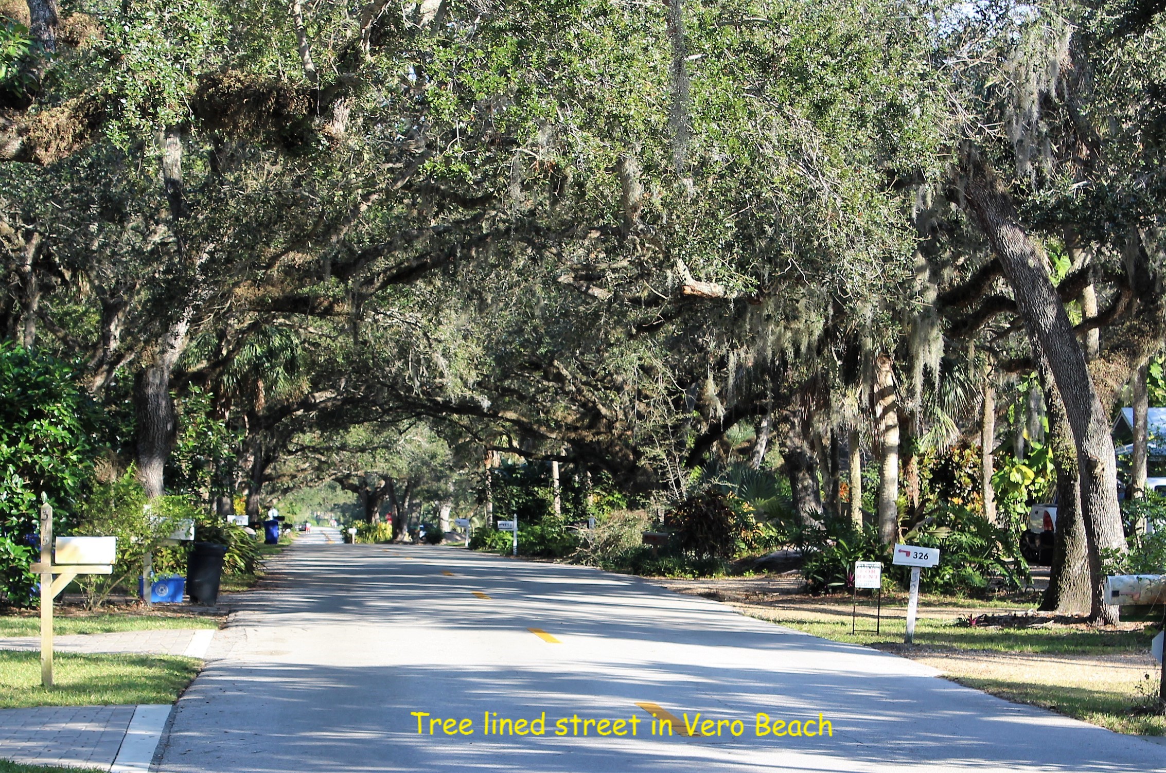 17 Vero Beach Tree lined street
