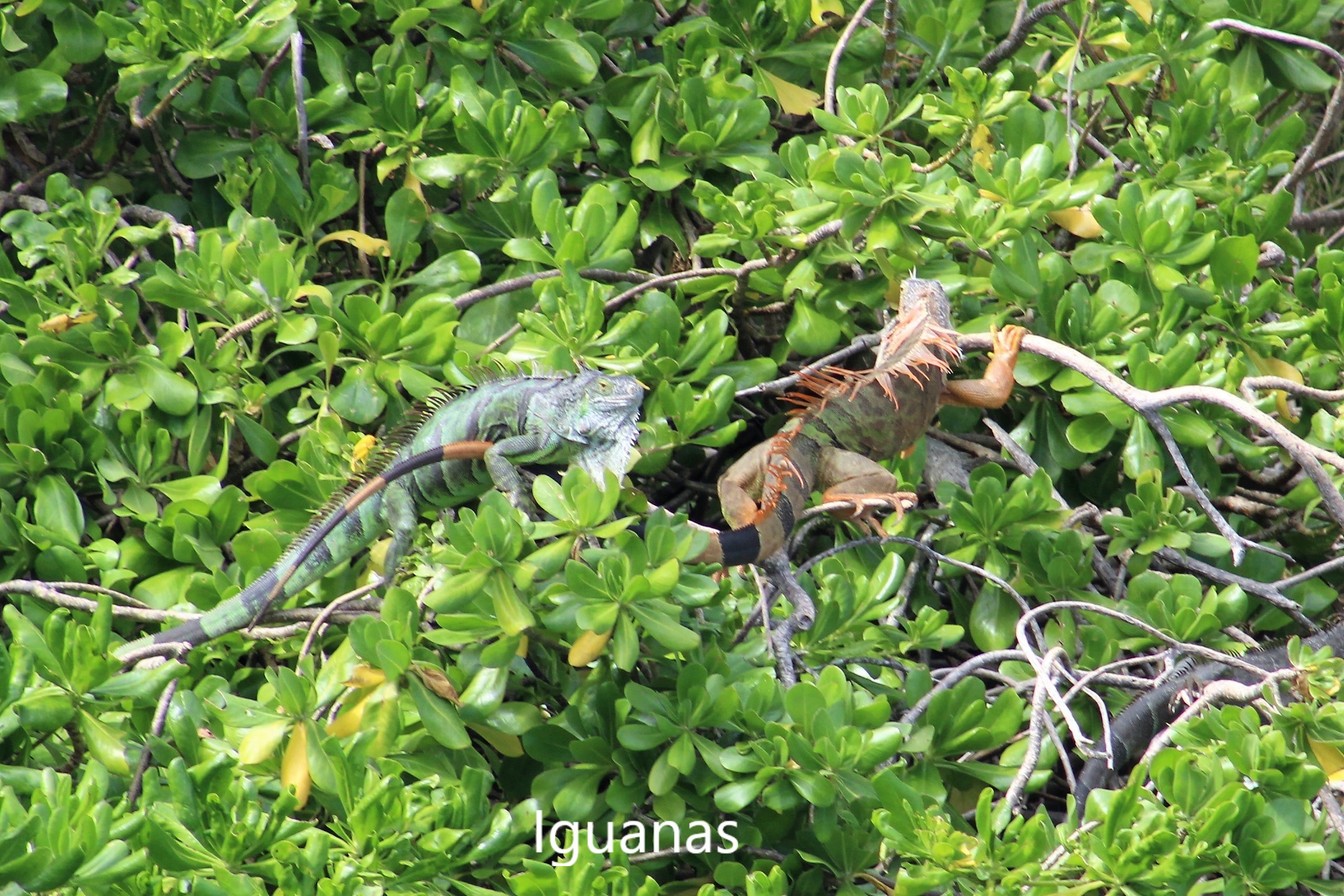 43 Iguanas