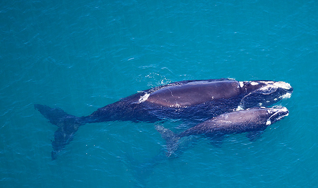 Southern right whales