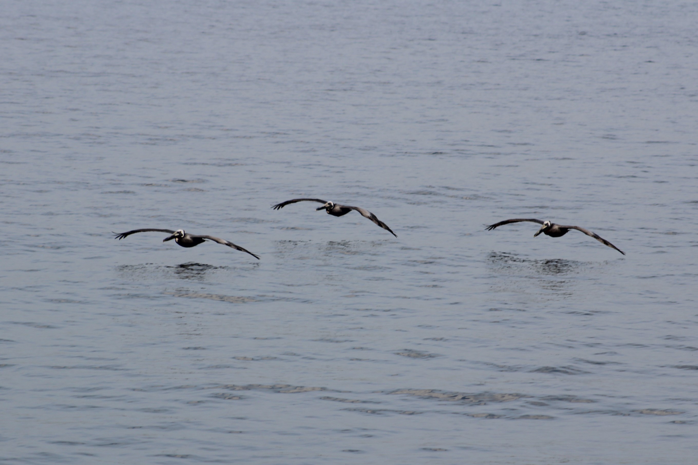 13 Pelican Glide Pattern