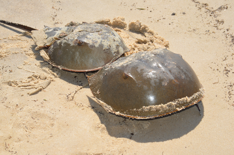 2013-05-Horseshoe-Crabs-web[1]