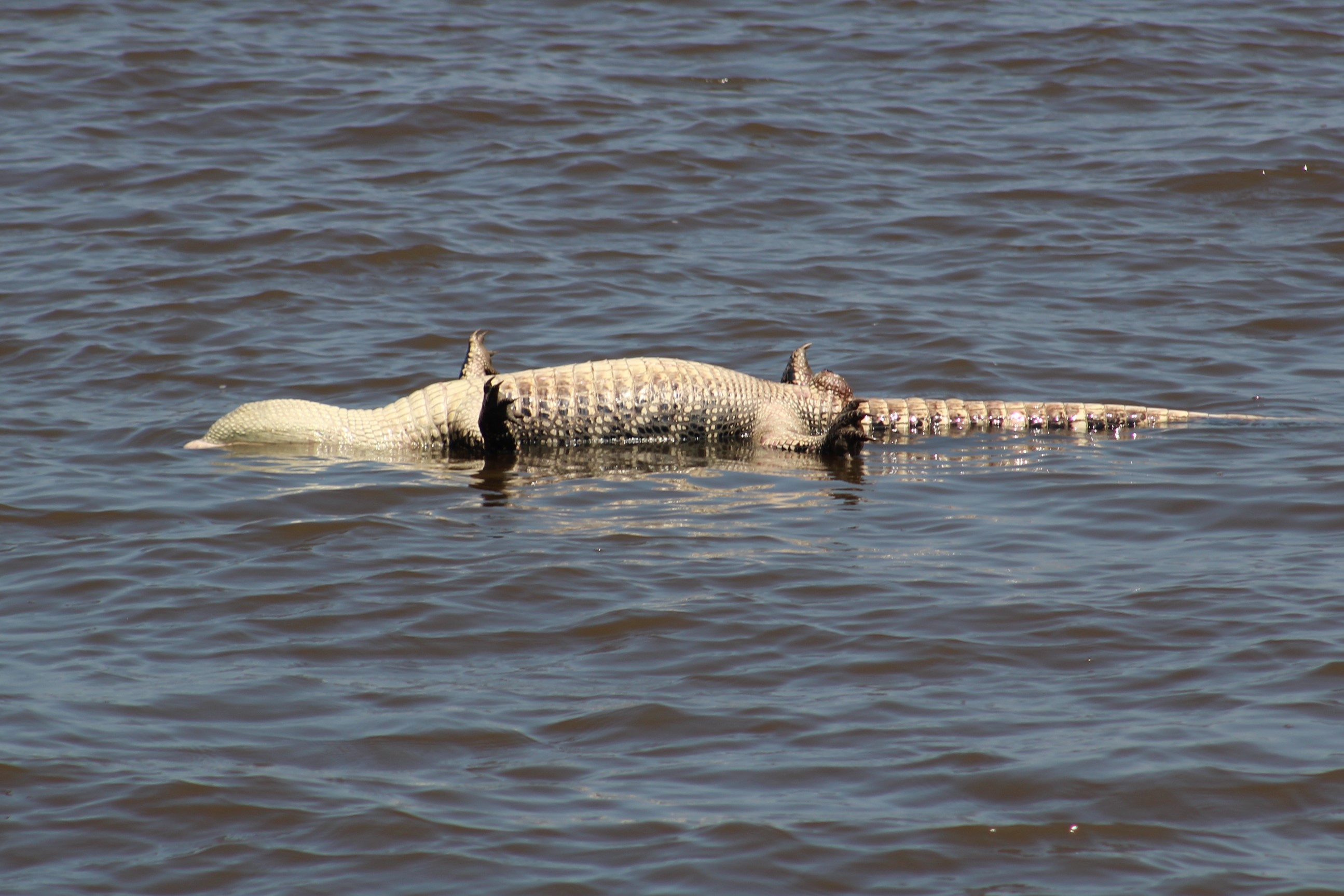 7 Gator practicing the back stroke