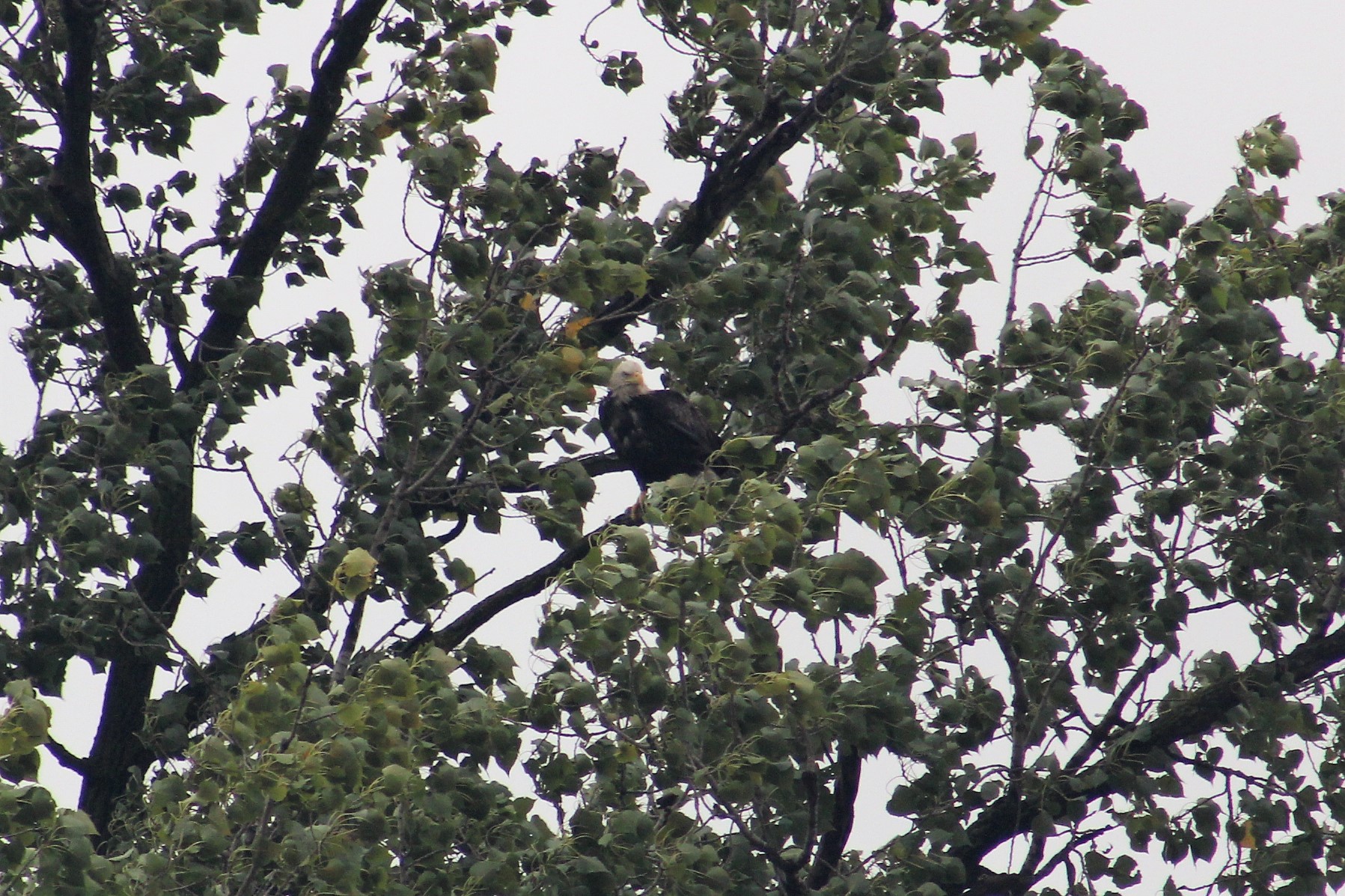 28 Bald Eagle