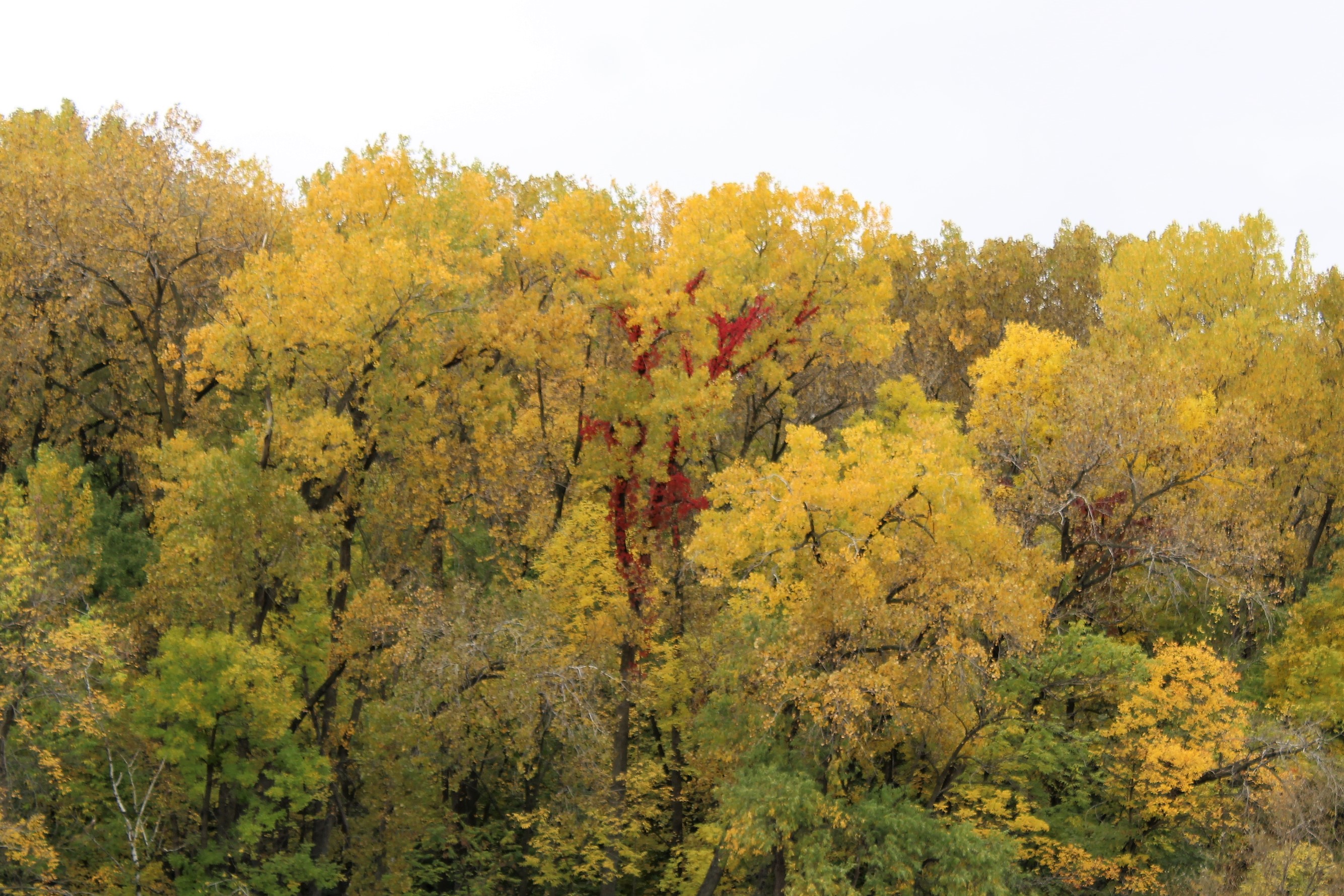 2 Yellow with red trunk