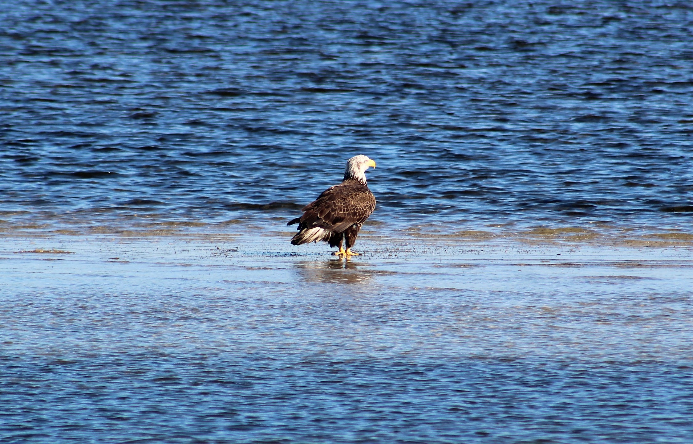 109 bald eagle