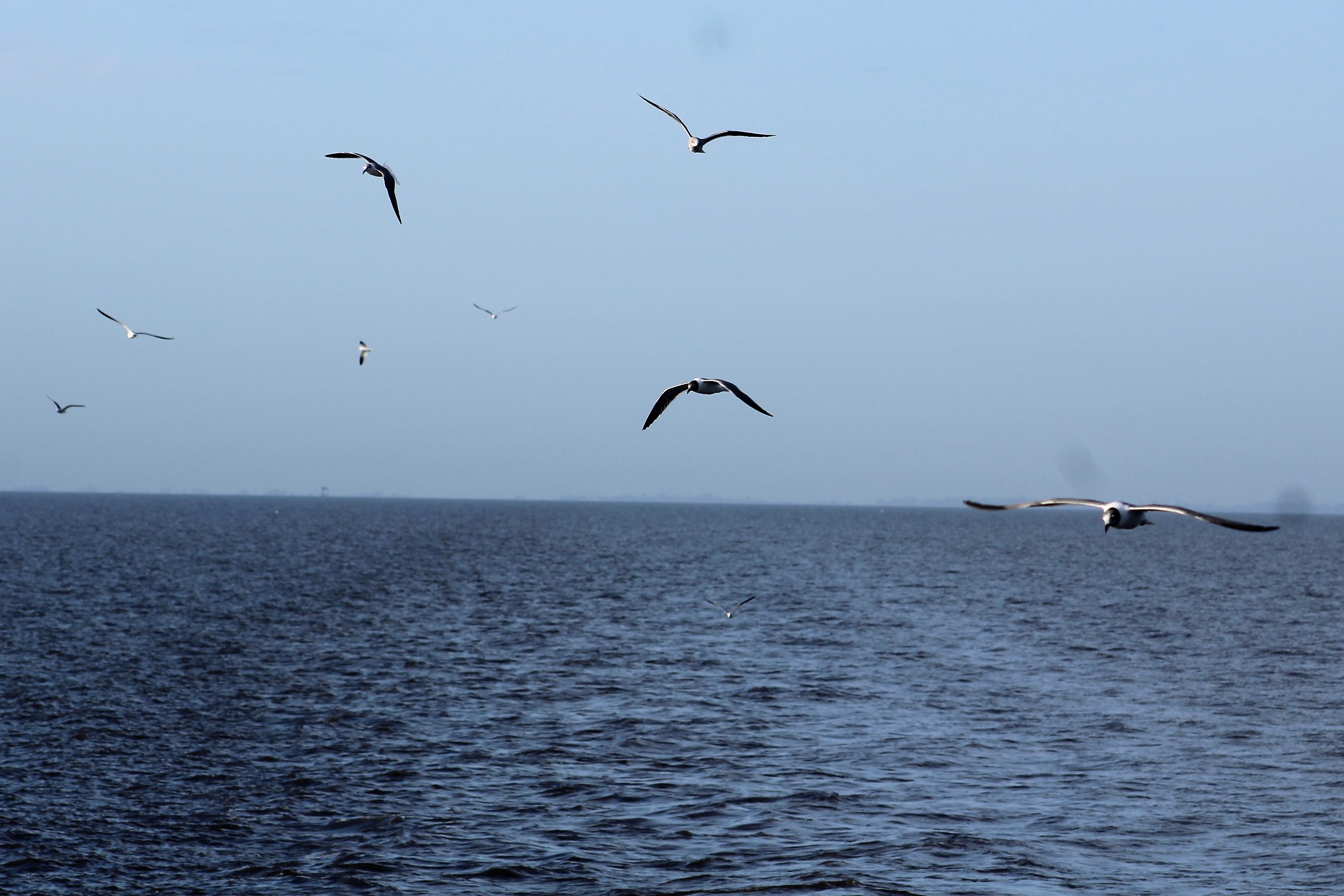 13 Birds following wake