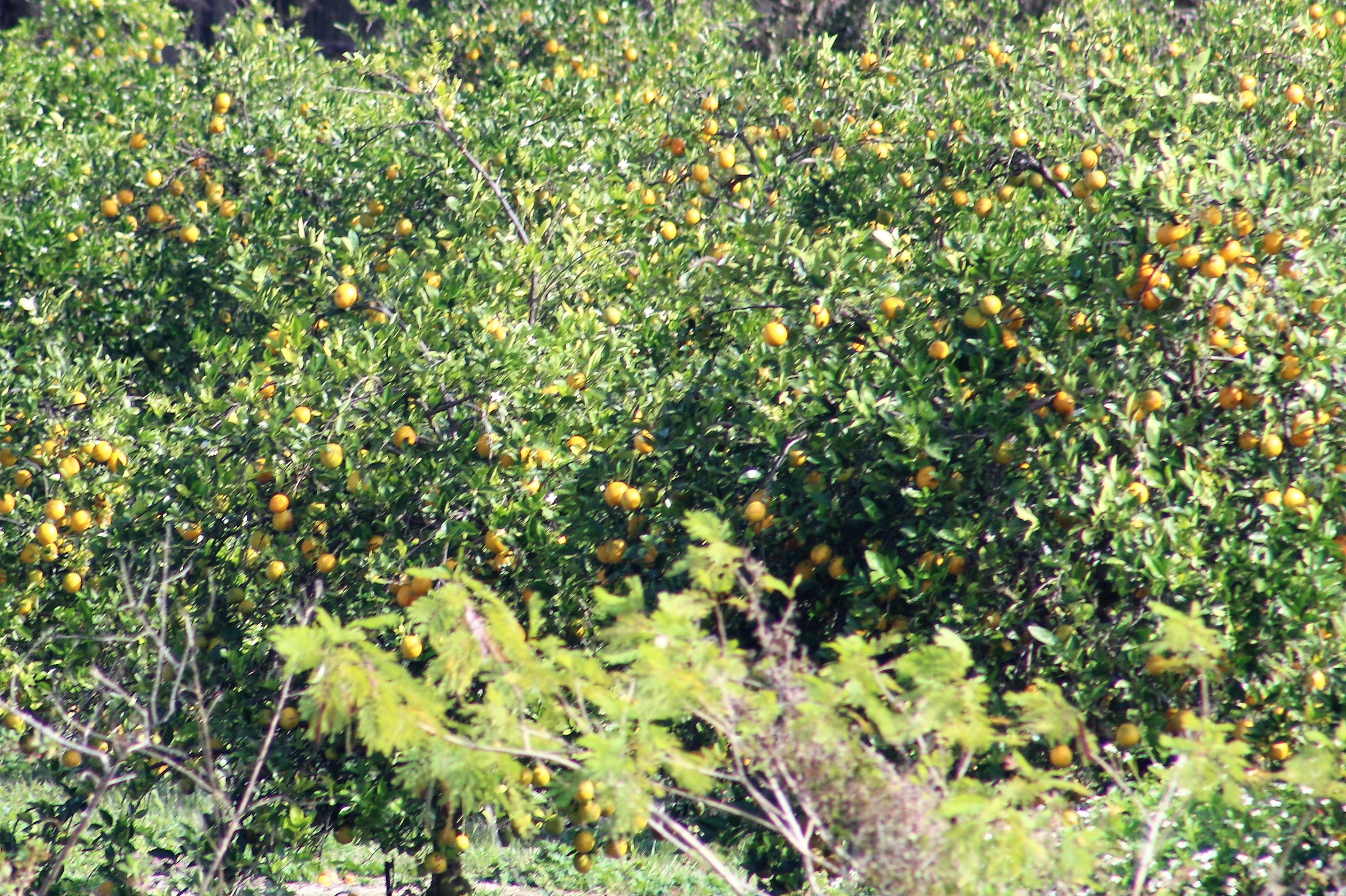4 Orange Grove